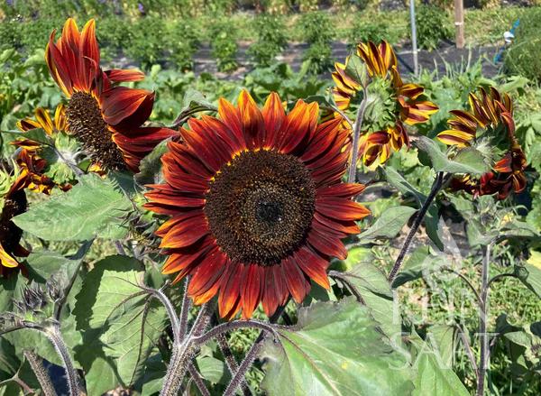 Bio-Saatgut Sonnenblume 'Chocolate Cherry'