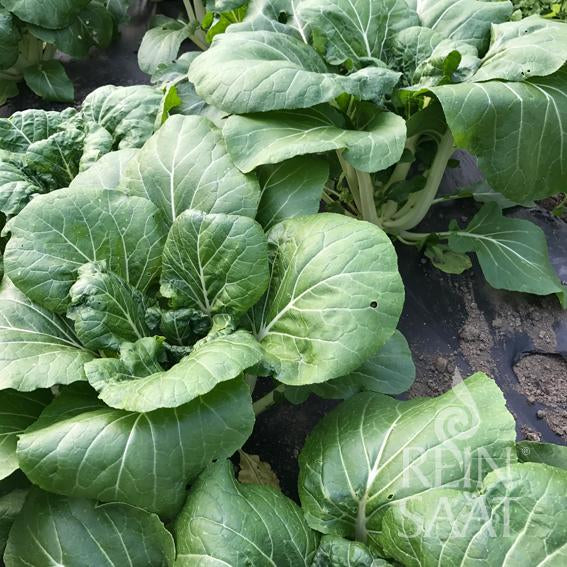 Bio-Saatgut 'Bok Choy'