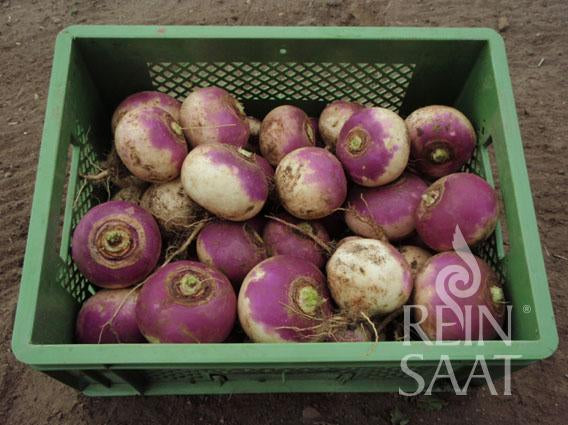Bio-Saatgut Mairübe 'Di Milano a colletto viola'