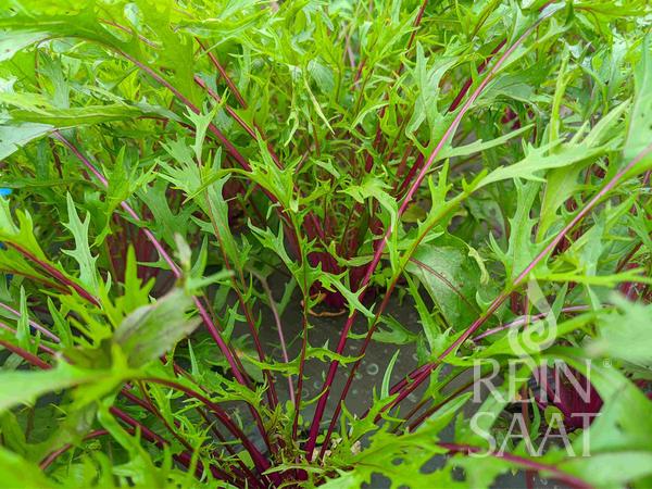 Bio-Saatgut 'Purple Mizuna' (Salatkraut)