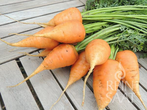 Bio-Saatgut Karotte 'Ochsenherz'