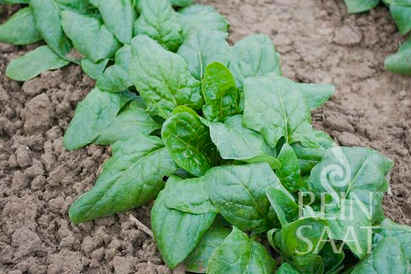 Bio-Saatgut Spinat 'Winterriesen'