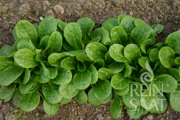 Bio-Saatgut Vogerlsalat 'Vit'