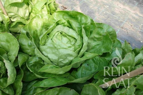 Bio-Saatgut Kopfsalat 'Summertime'