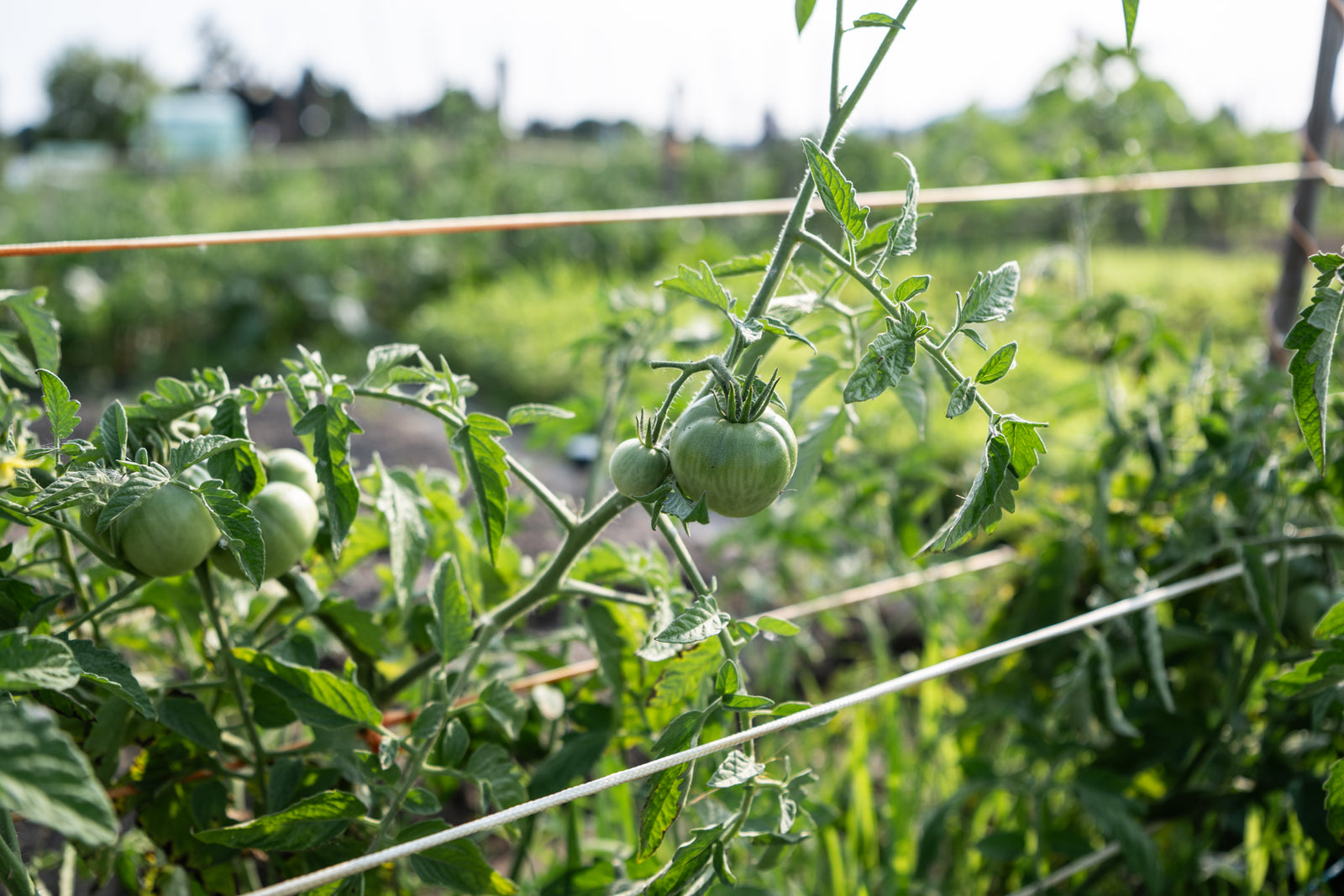 Warum werden meine Tomaten nicht rot?