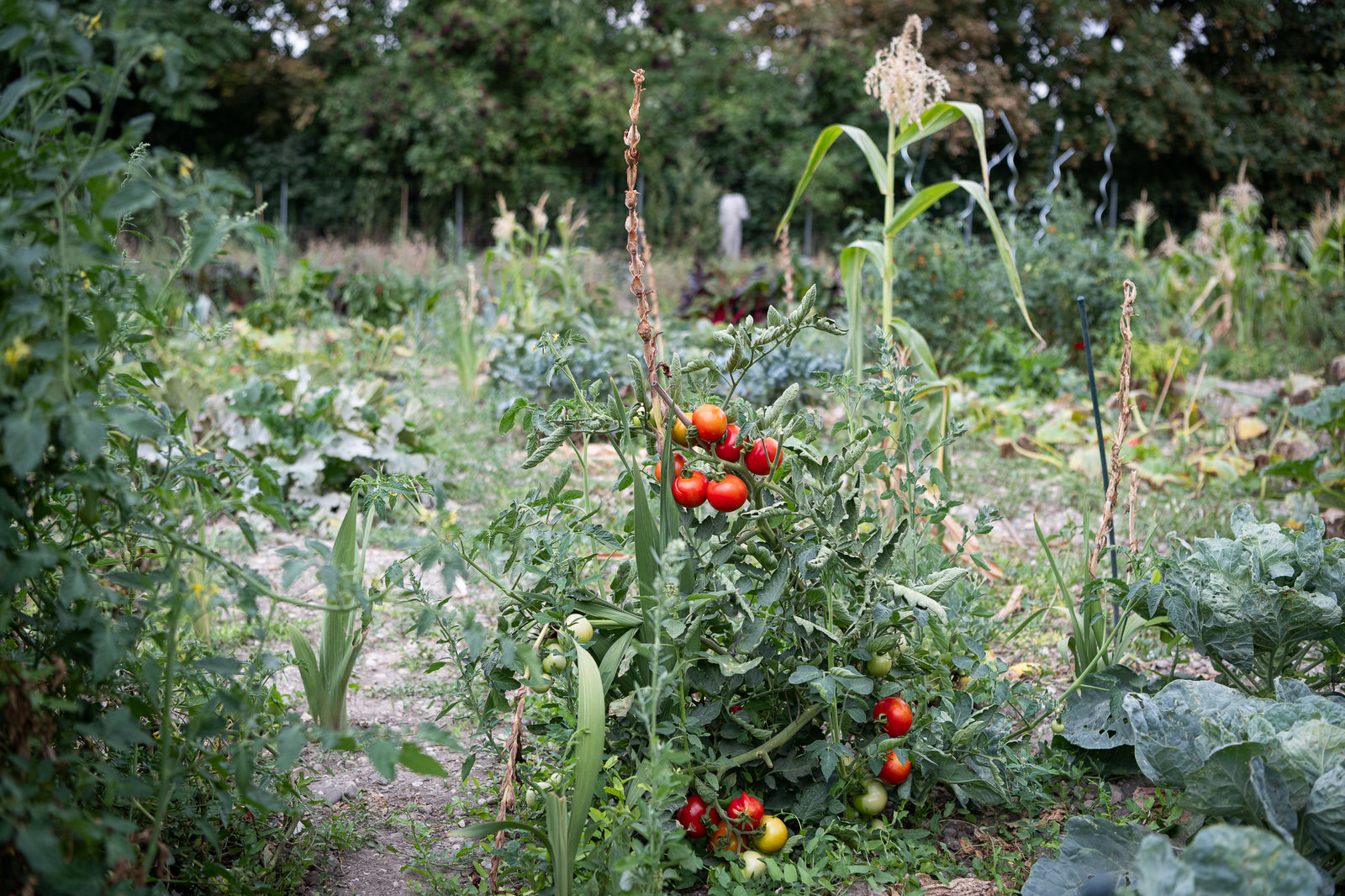 Hochsommer - heiße Temperaturen im Bio-Gemüsegarten