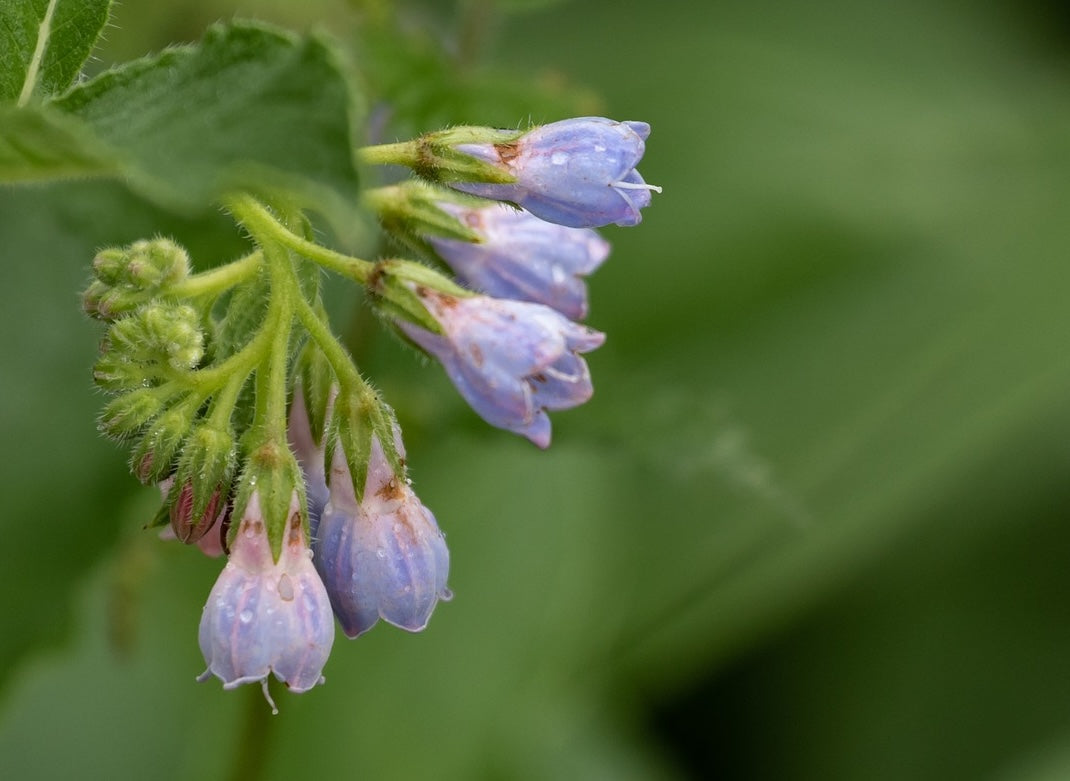 Stark, gesund, biologisch: Mit Brennnessel, Beinwell und Ackerschachtelhalm den Garten stärken