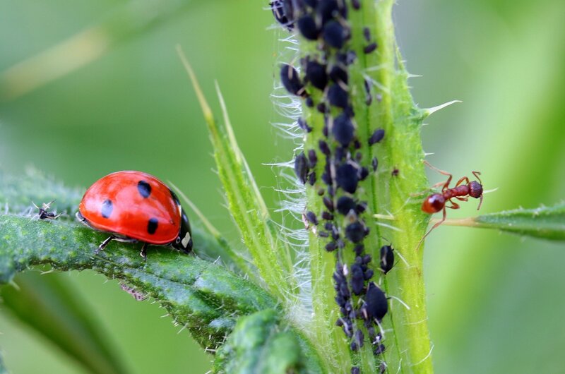 SCHÄDLINGE UND NÜTZLINGE IM GARTEN