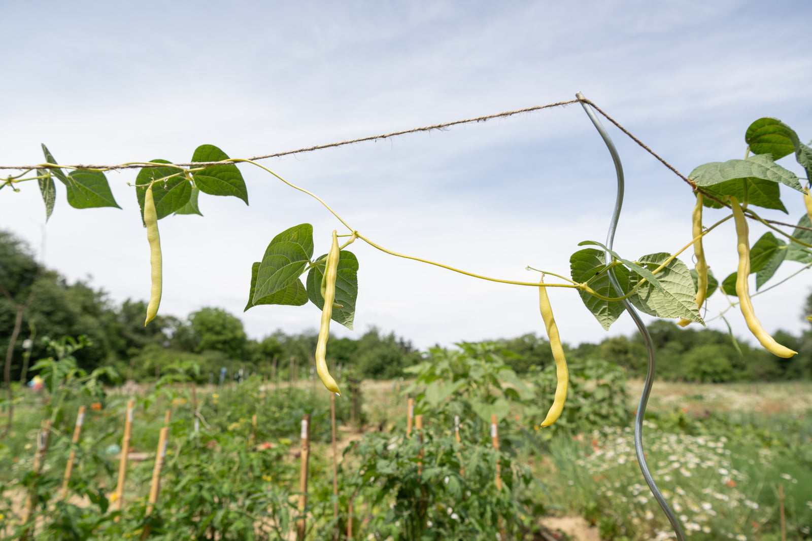 Busch- und Stangenbohnen - Anbau, Pflege, Ernte