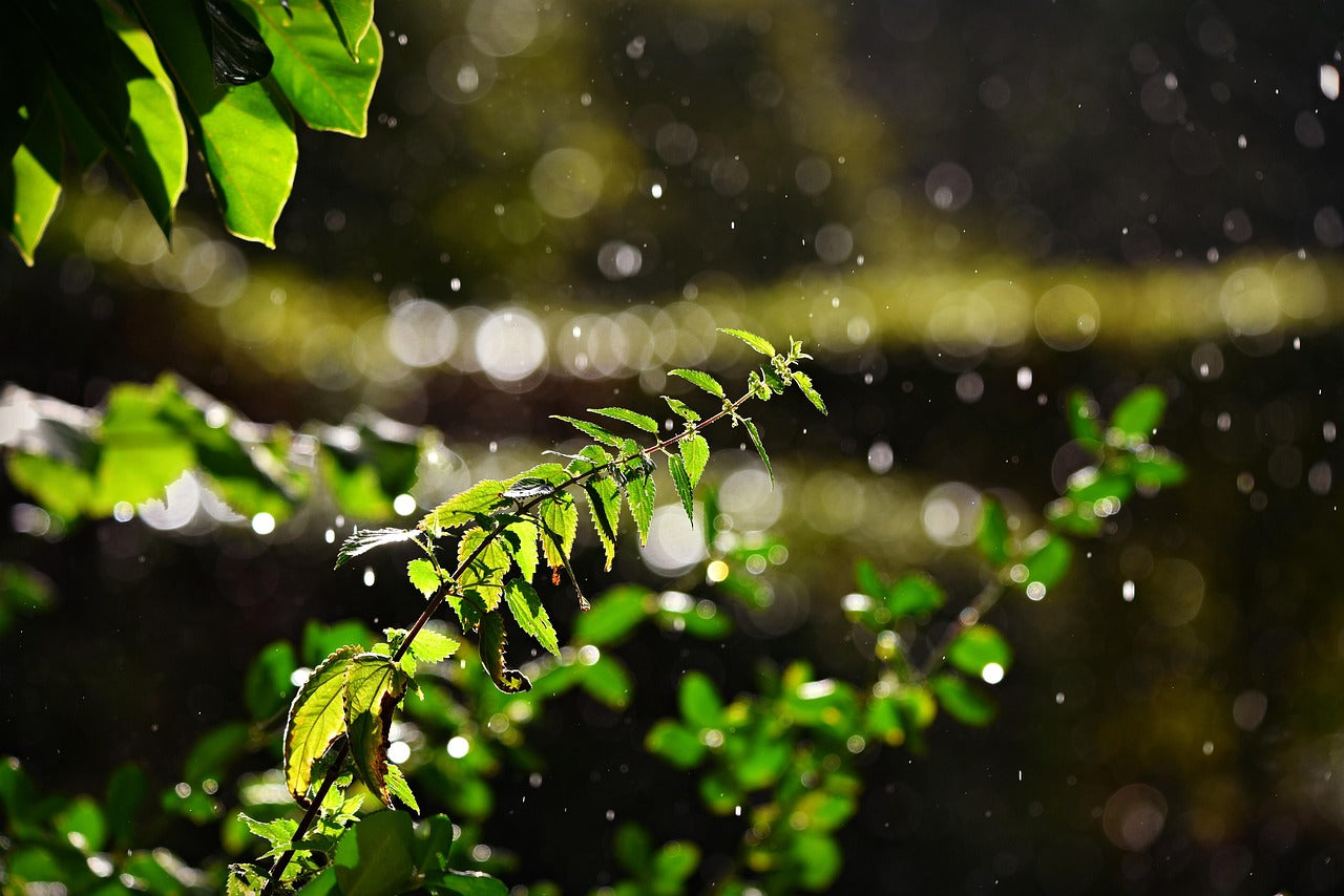 BRENNNESSELJAUCHE UND BRENNNESSELBRÜHE SELBST HERSTELLEN