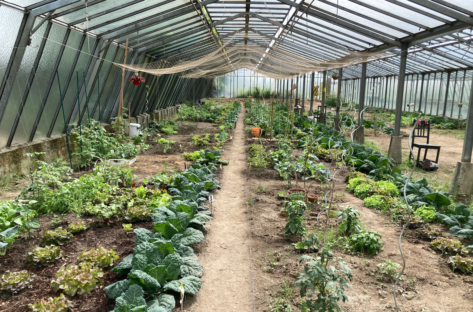 Gewächshaus - Kulturen in der Gartensaison