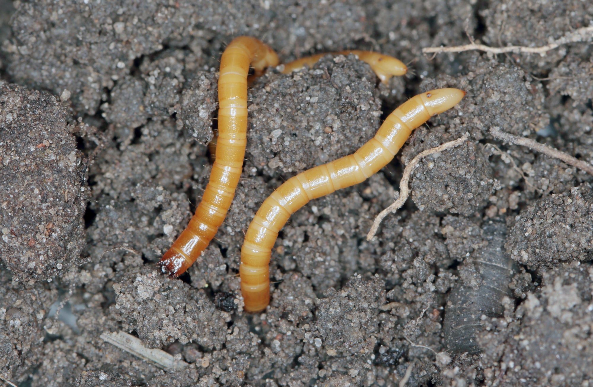 Drahtwürmer im Bio-Gemüsegarten