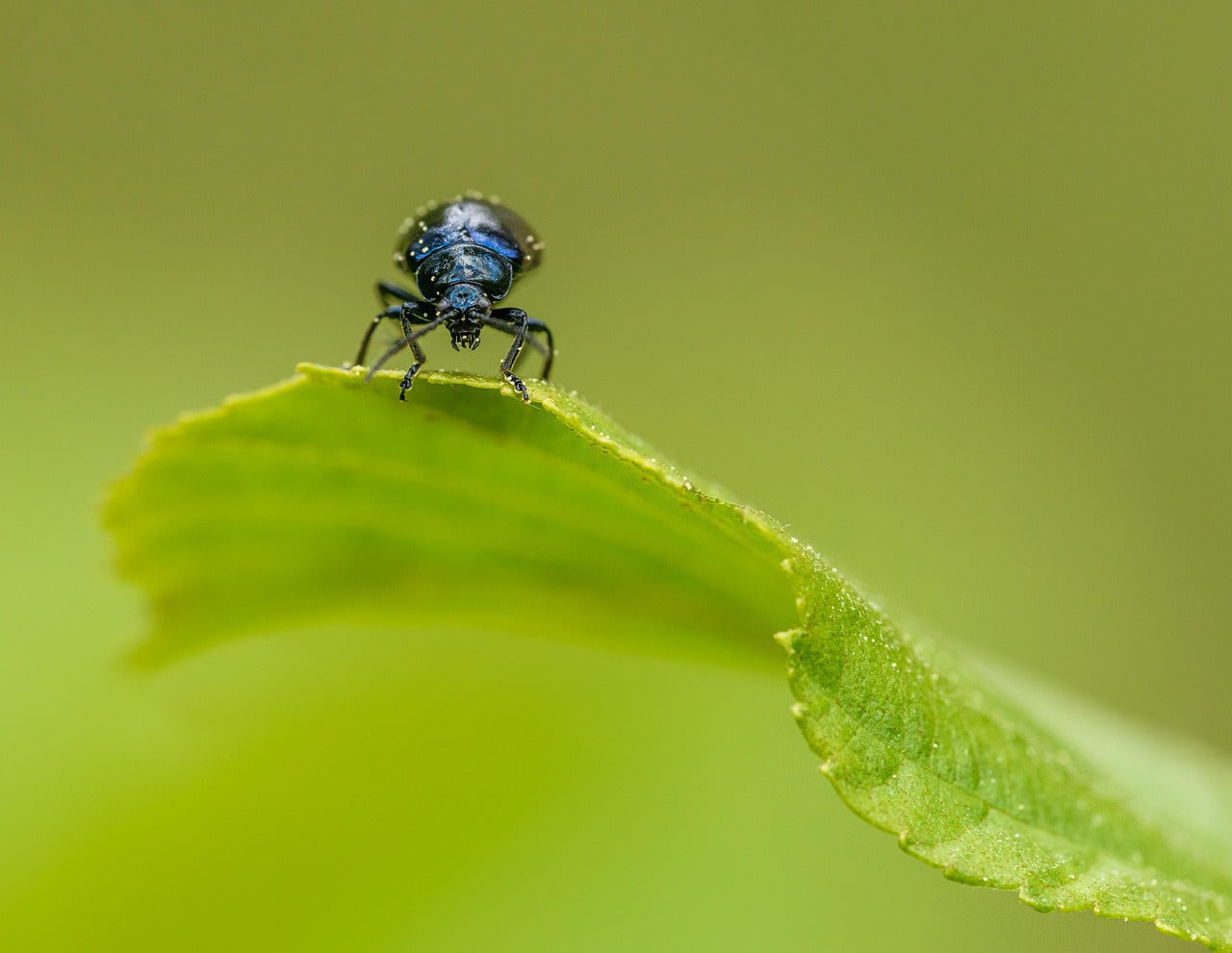 Der Erbsenkäfer – ungebetener Gast im Gemüsebeet