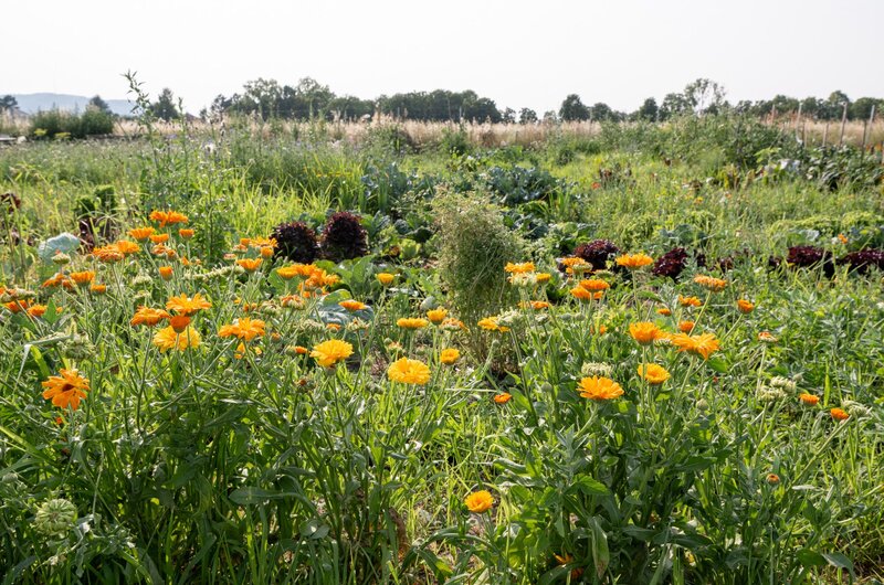 ESSBARE BLÜTEN IM GEMÜSEGARTEN