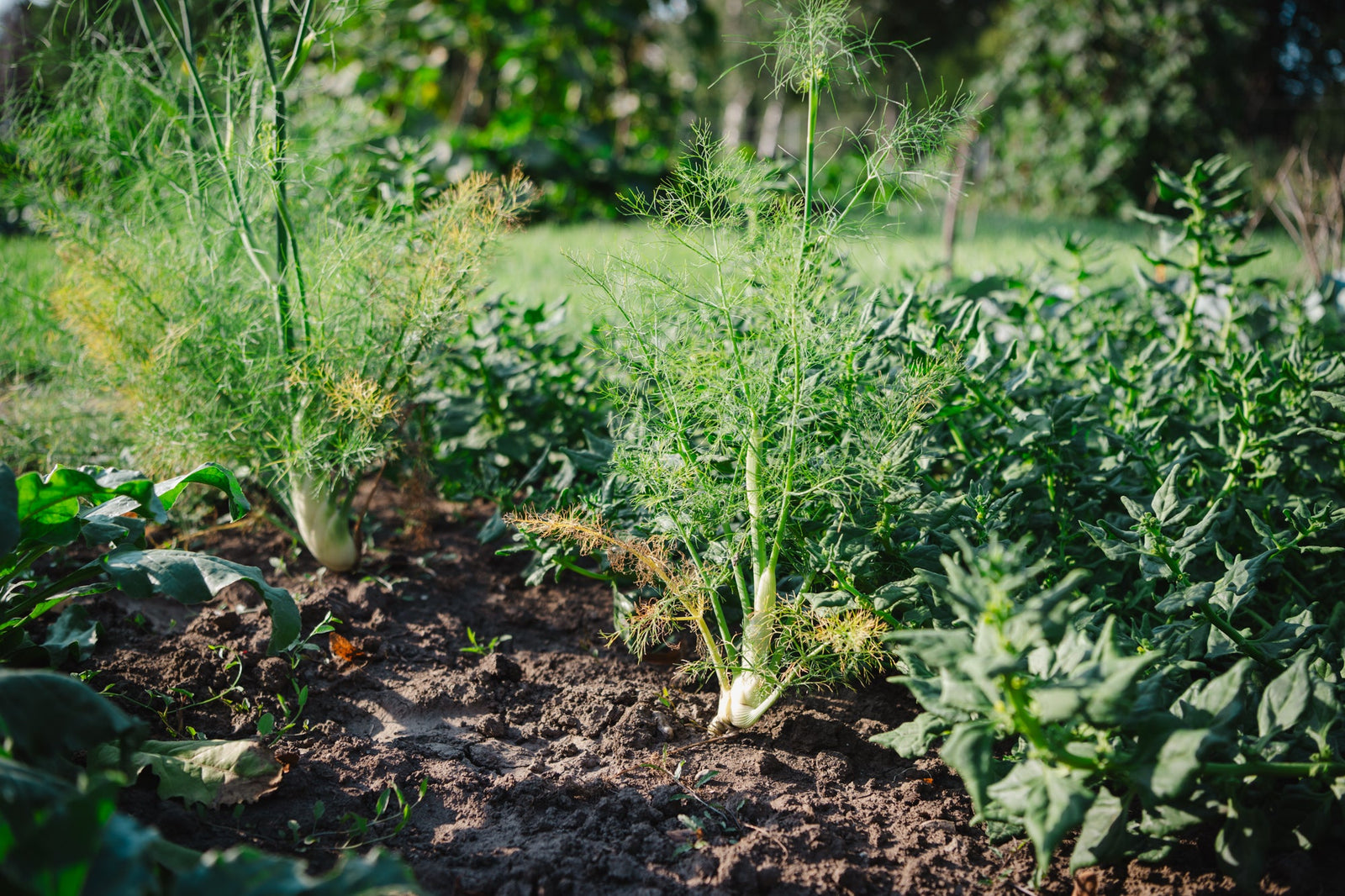 Locker bleiben: Wie du verfestigte Erde wiederbelebst – und warum Kompost besser als Sand ist