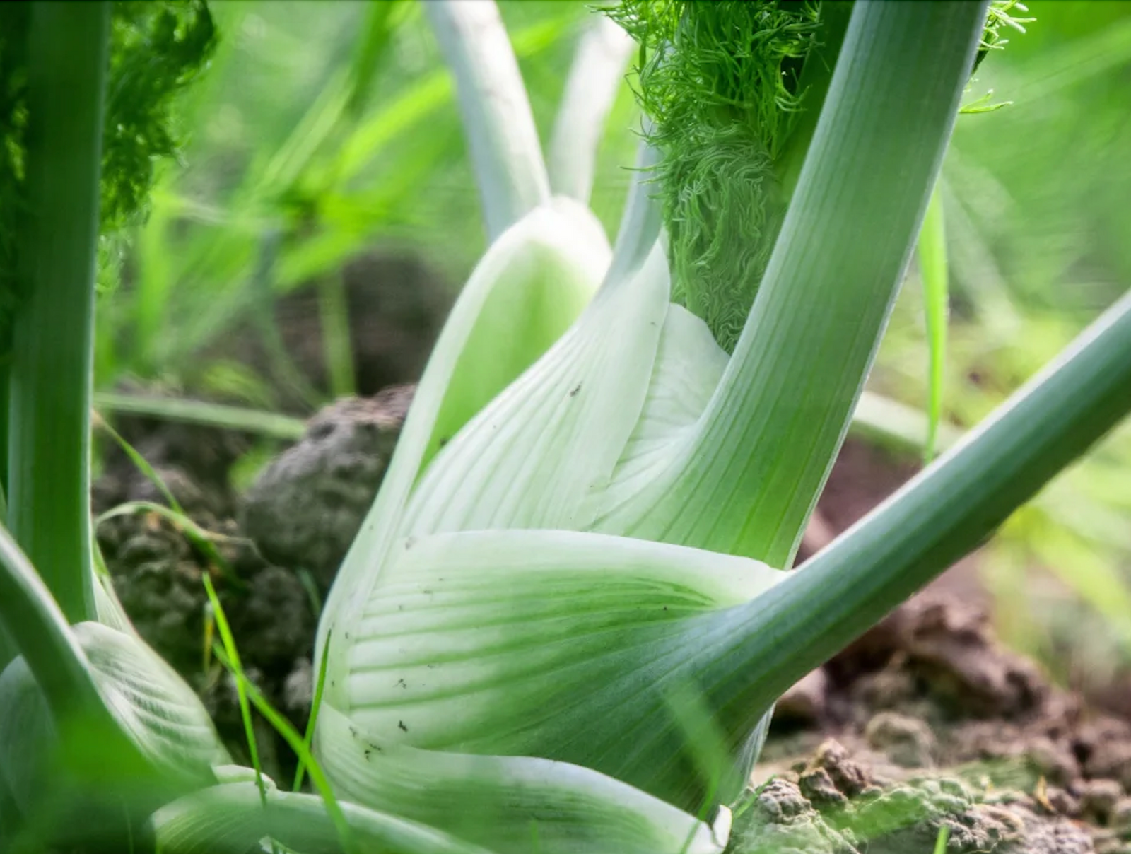 FENCHEL - ANBAU, PFLEGE, ERNTE
