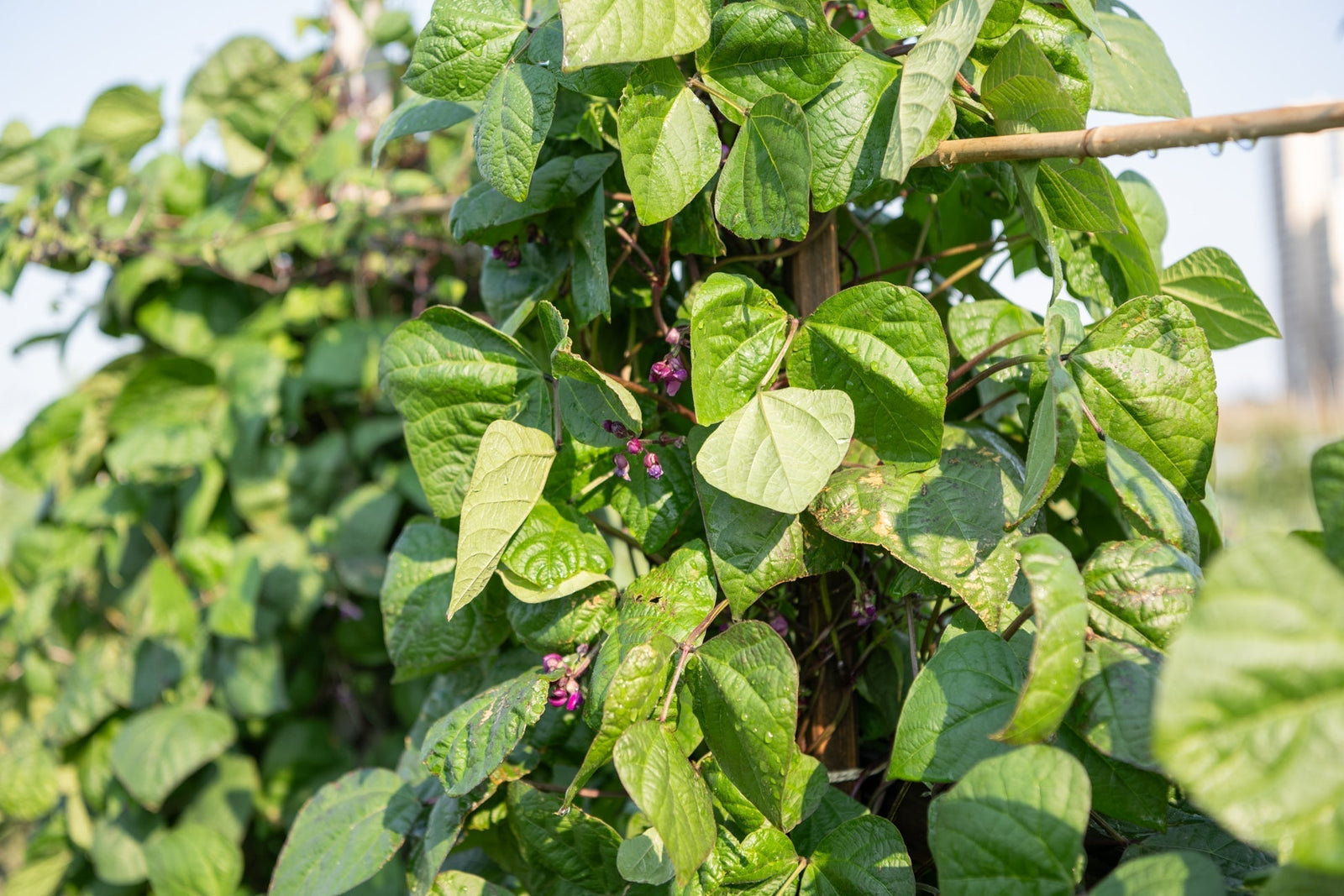 Gute und schlechte Nachbarn im Gemüsegarten - ein Gedankenspiel