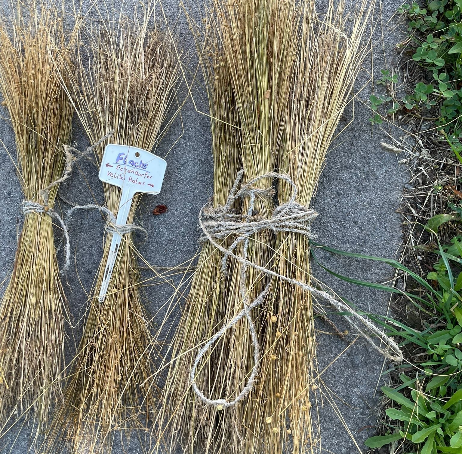 Flachsversuch im Ackerhelden-Garten: Alte Kulturpflanze neu entdeckt