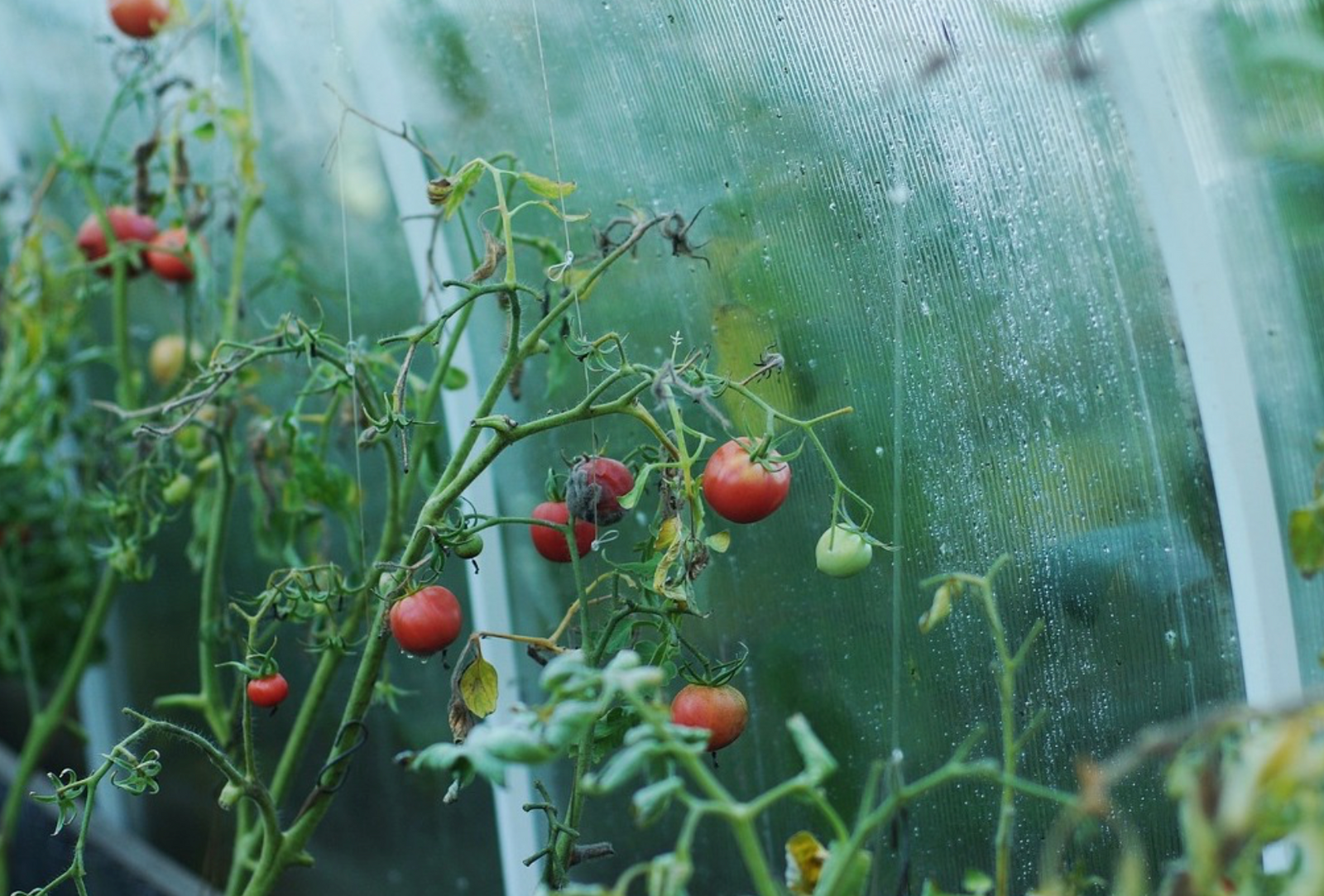 Gewächshaus - Temperatur und Luftfeuchtigkeit