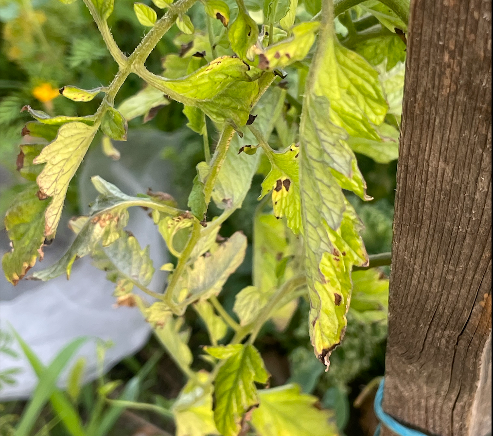 🍅 Braune Blattränder an Tomaten – was steckt dahinter und was hilft?