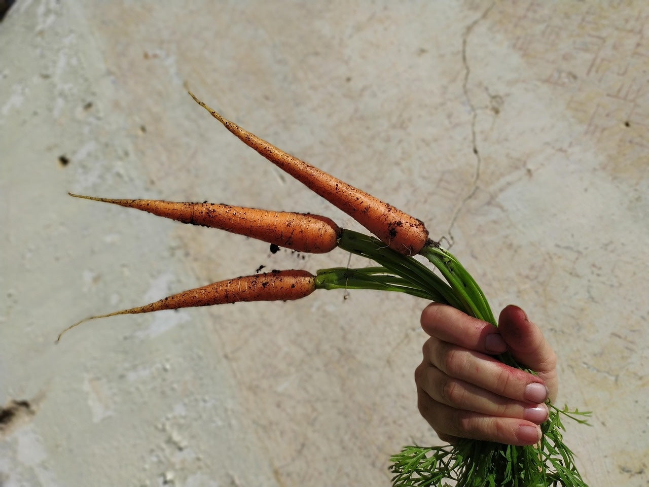 Lehmiger Boden optimal vorbereiten – So gelingt Dein Wurzelgemüse