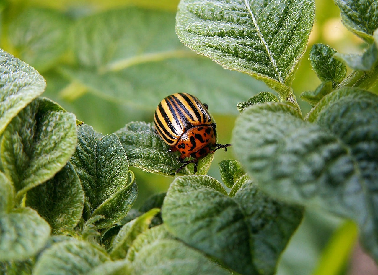 Kartoffelkäfer im Bio-Gemüsegarten