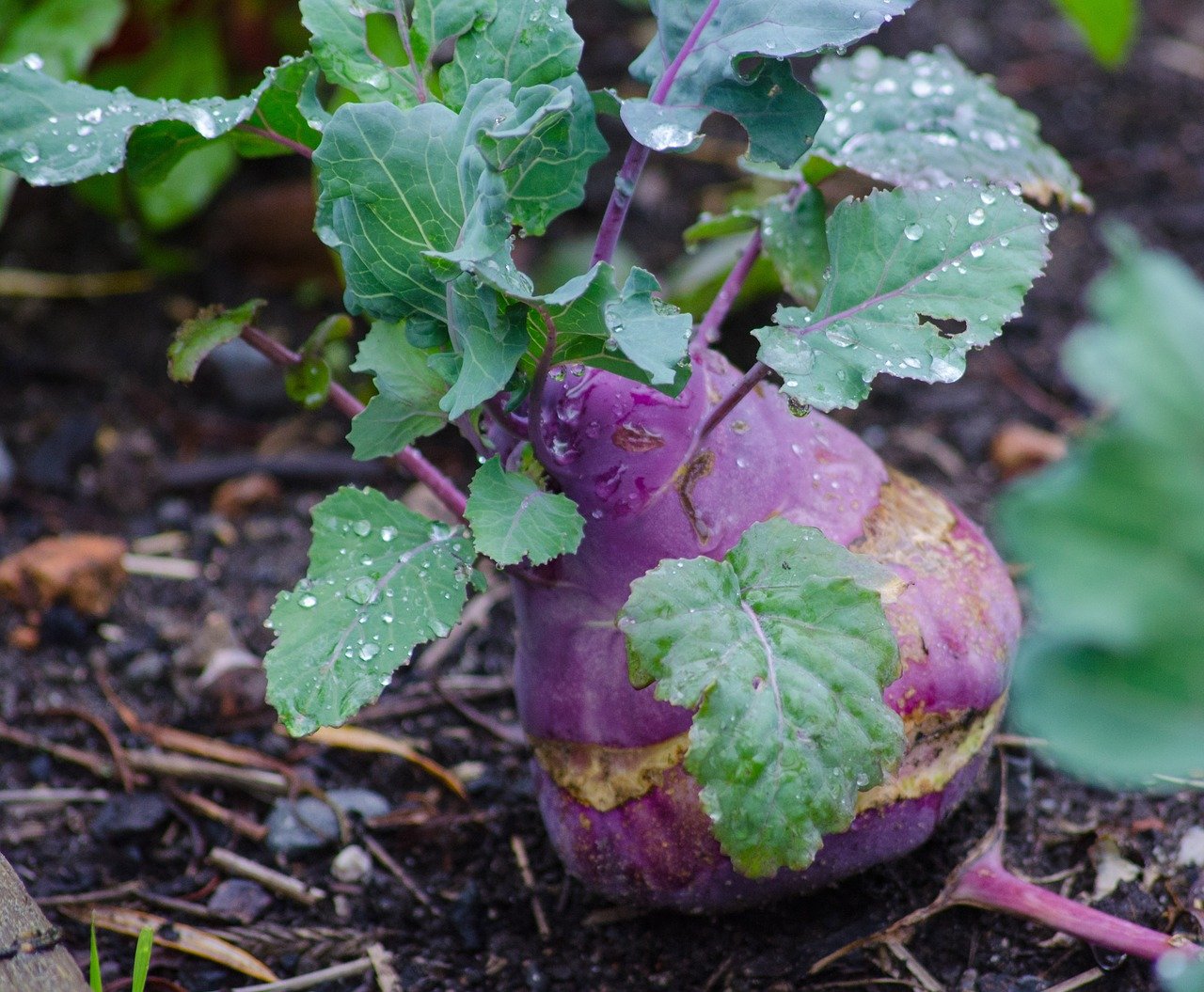 KOHLRABI - ANBAU, PFLEGE, ERNTE