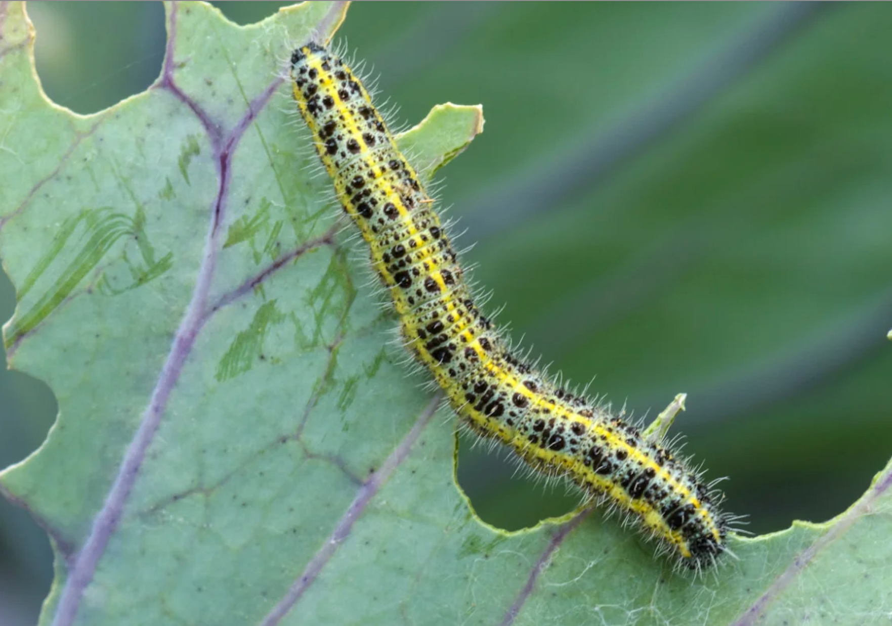 Kohlweißling im Bio-Gemüsegarten