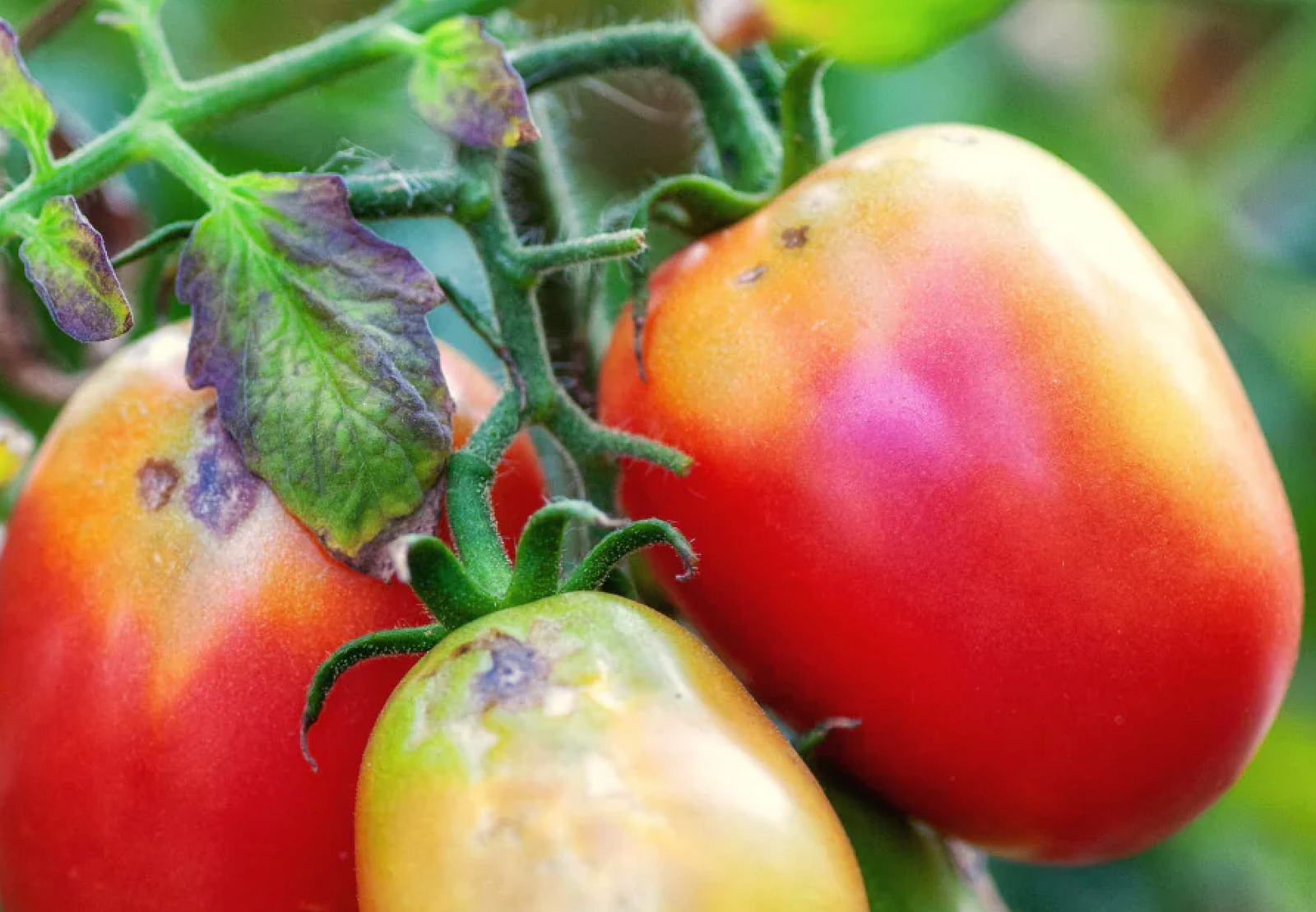 Kraut- und Braunfäule an Tomaten - Ursachen, Prävention & Maßnahmen