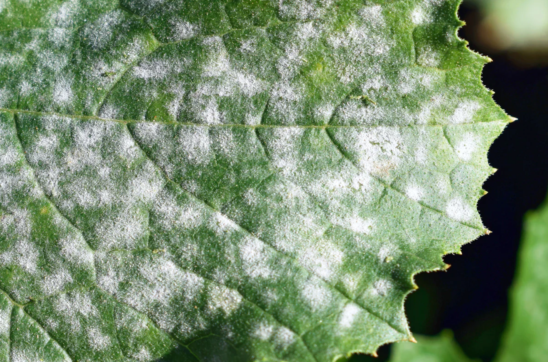 Echter Mehlau (Schönwetter Pilz) im Bio-Gemüsegarten