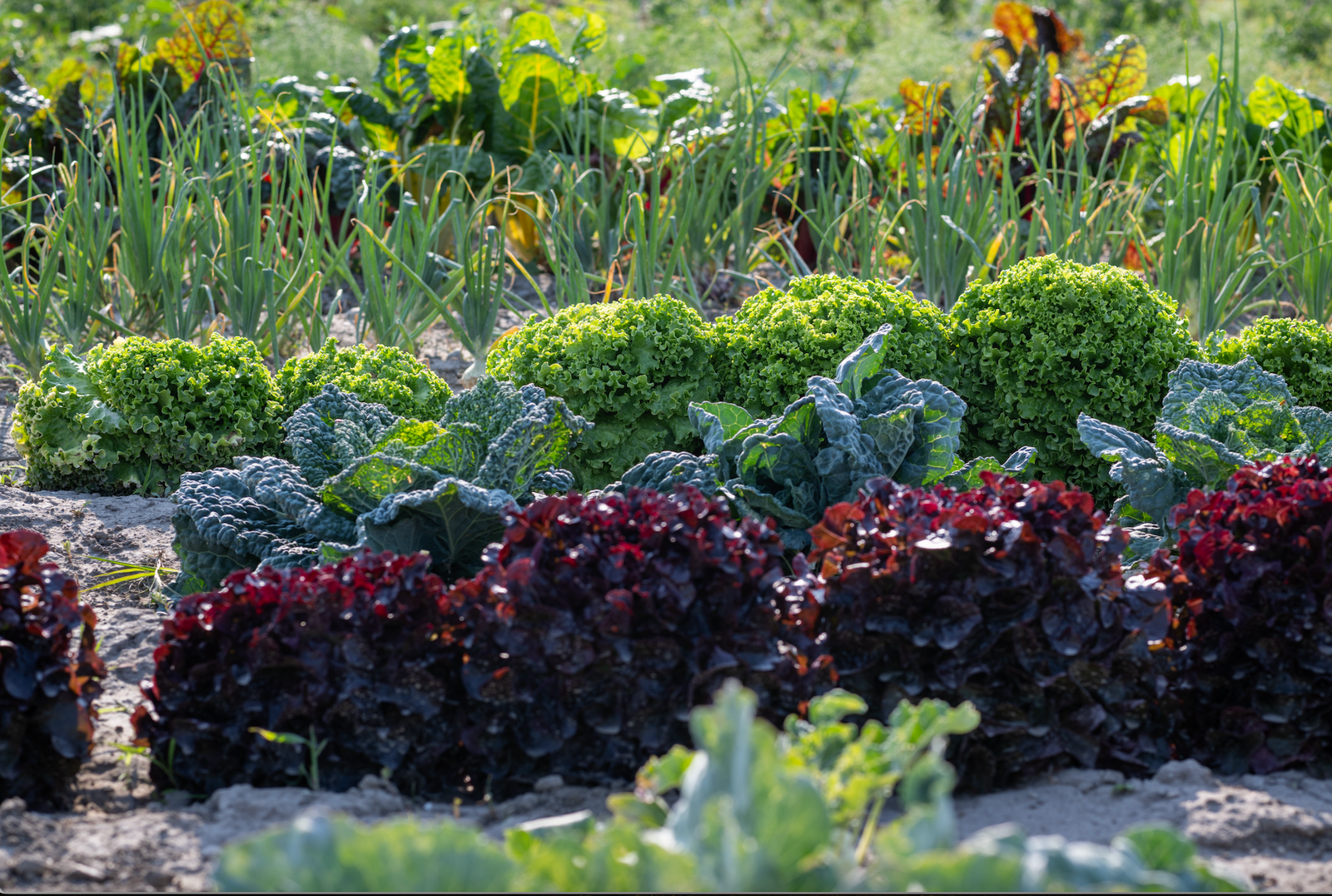 Mischkultur im Bio-Gemüsegarten