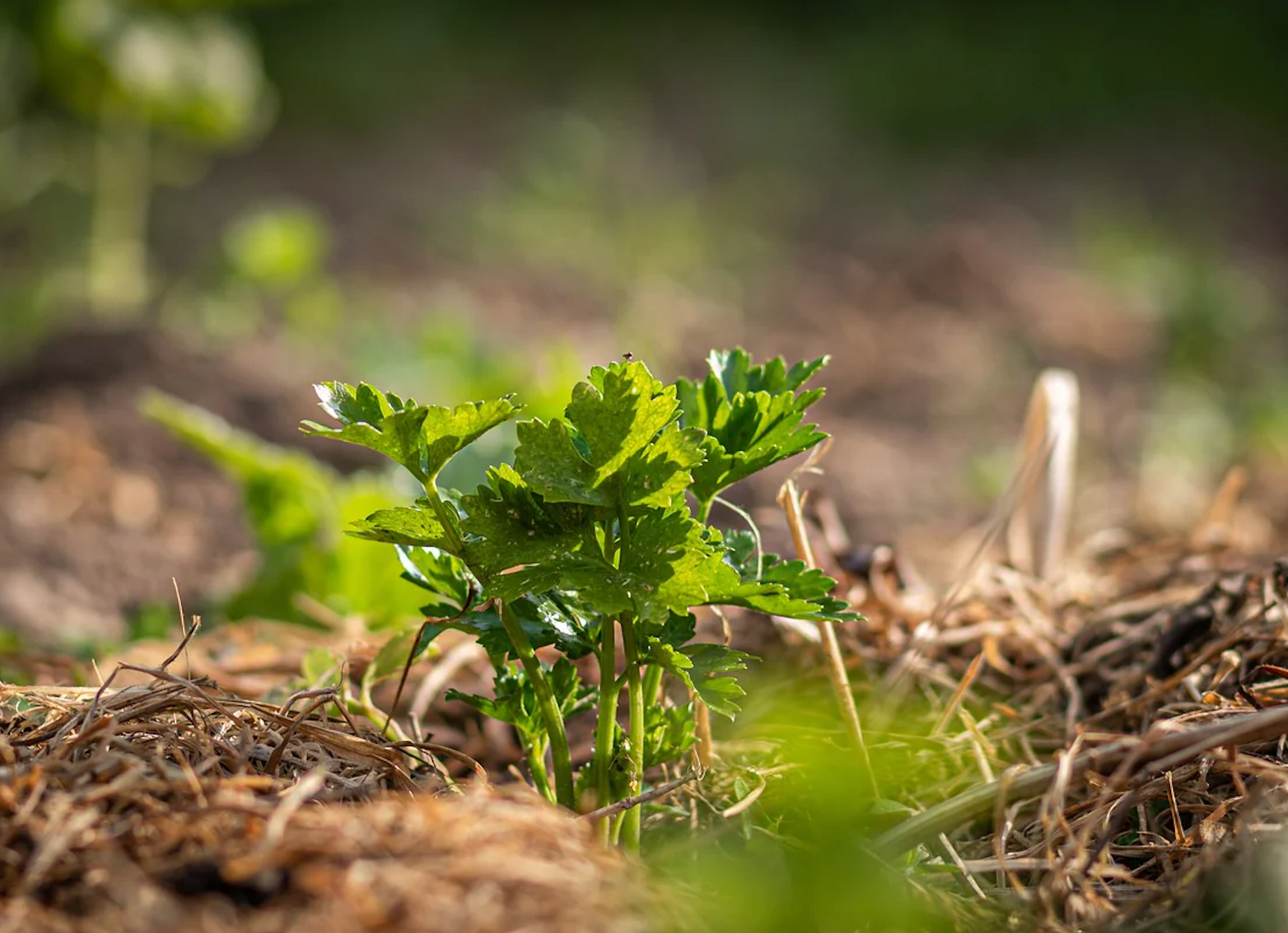 Richtig Mulchen im Bio-Gemüsegarten - so gehts!