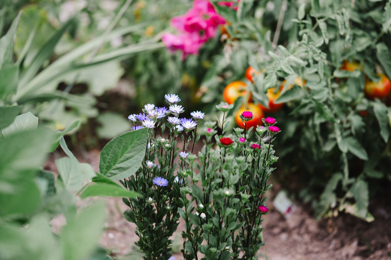 Warum Blumen so wichtig sind für unseren Garten - und was Du selbst tun kannst