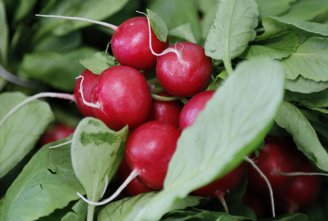 Radieschen-Carpaccio mit Zitronen-Dressing