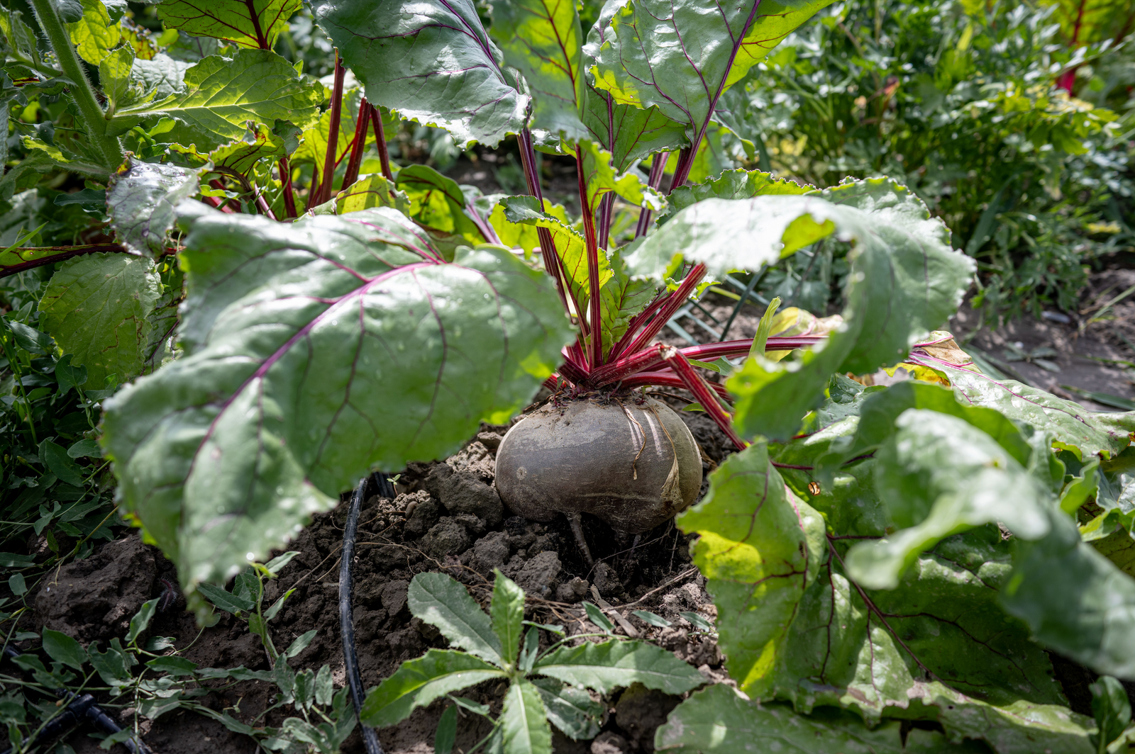 ROTE RÜBE - ANBAU, PFLEGE, ERNTE