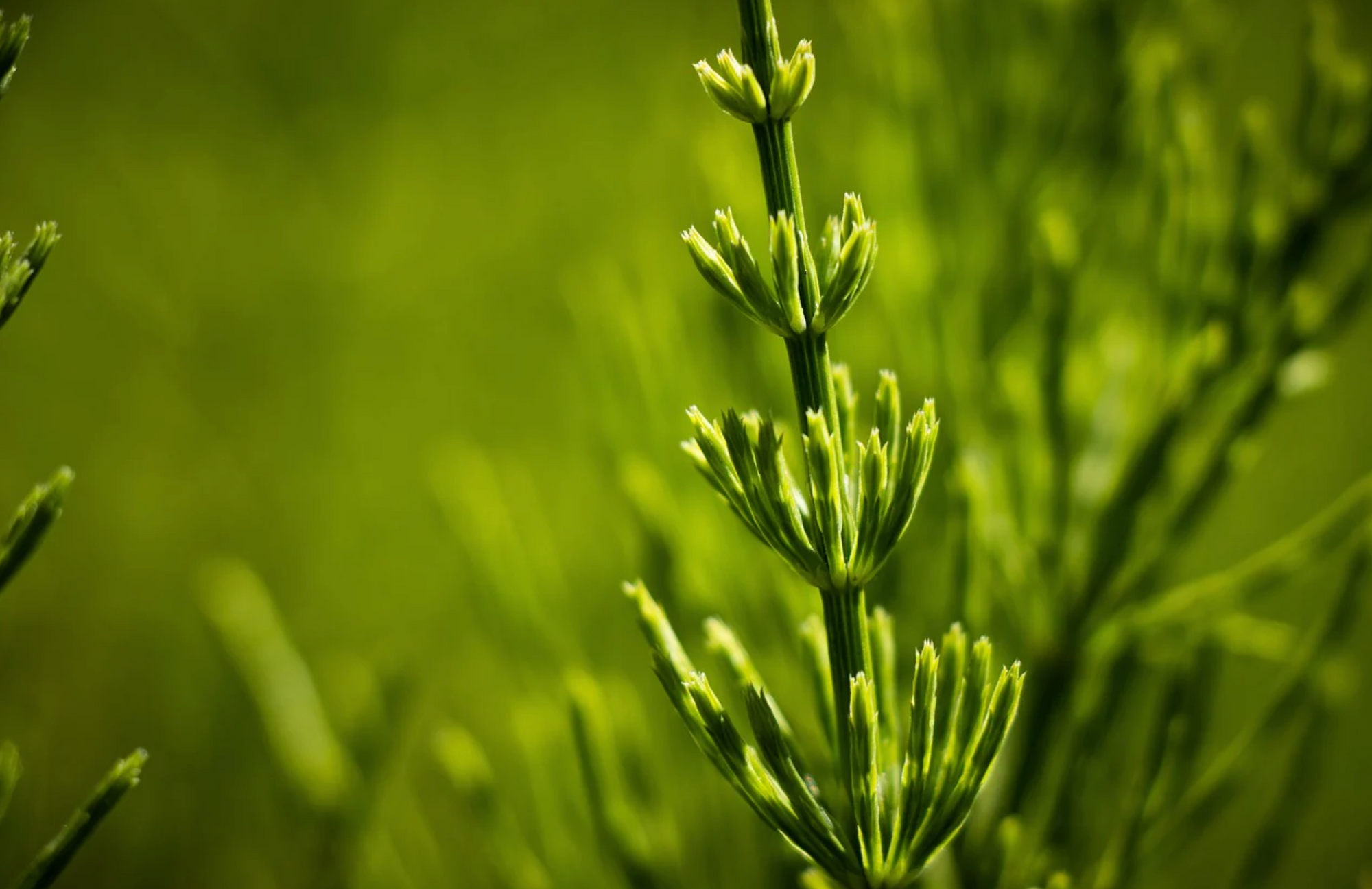🌿 Natürlich stark – Ackerschachtelhalm als Pflanzenstärkungsmittel
