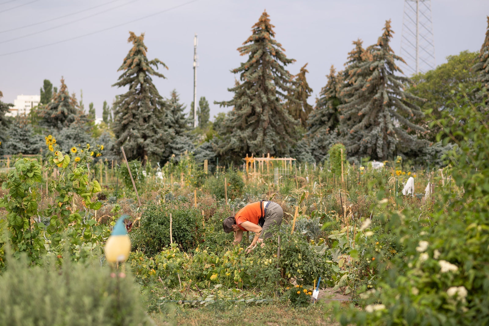 Gartenarbeit im September: Ernten, pflegen & weiter anbauen 🌱🍅