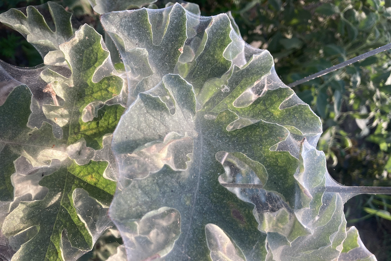 Spinnmilben - Schädling im Gewächshaus