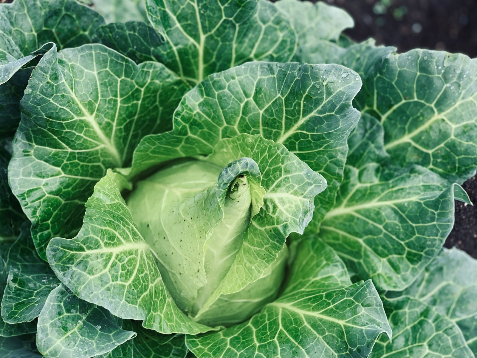 Spitzkohl - Anbau, Pflege, Ernte