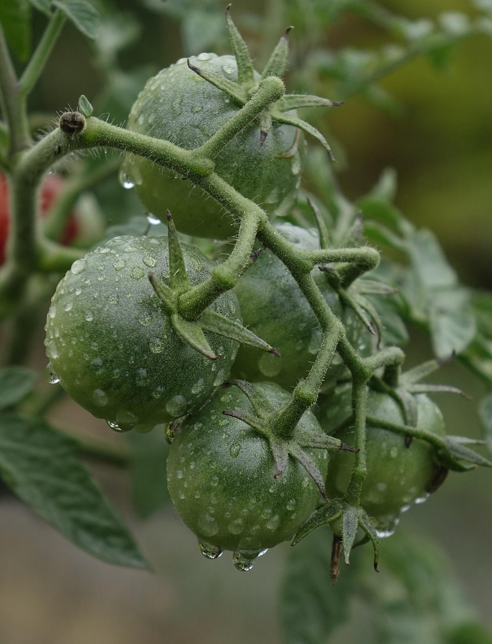 Regen, Wind und kühl: So pflegst Du Deinen Gemüsegarten im nassen Sommer