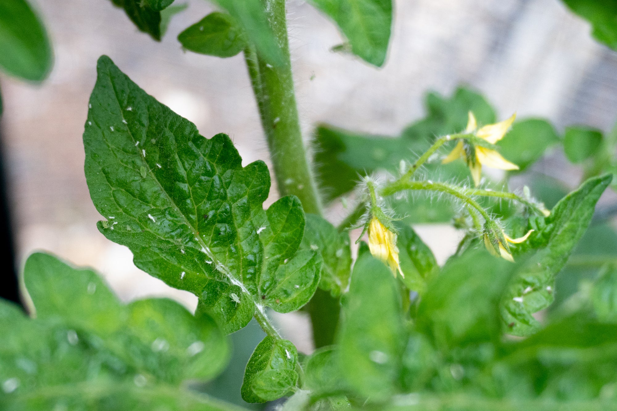 Blattläuse und Weiße Fliege an Tomaten: Erkennen, Vorbeugen und Bekämpfen
