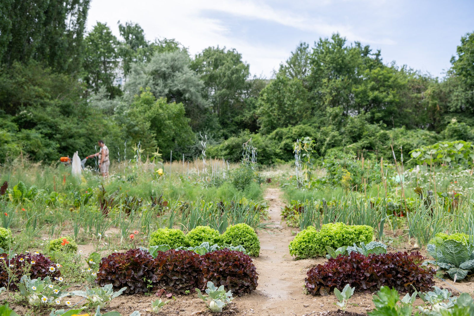 Unsere Vorbepflanzung für Dein Beet
