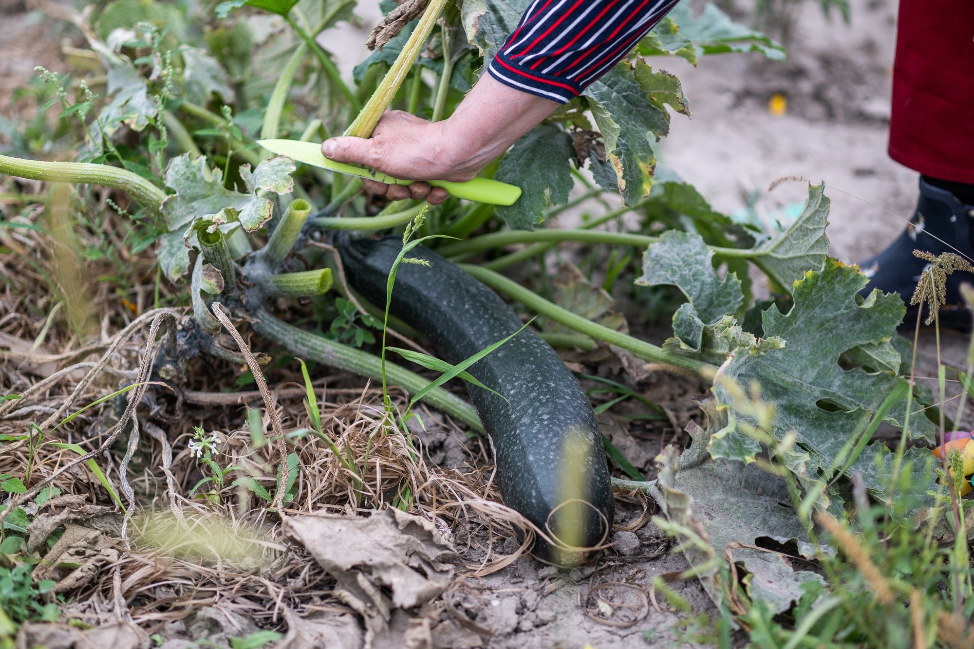 ZUCCHINI - ANBAU, PFLEGE, ERNTE