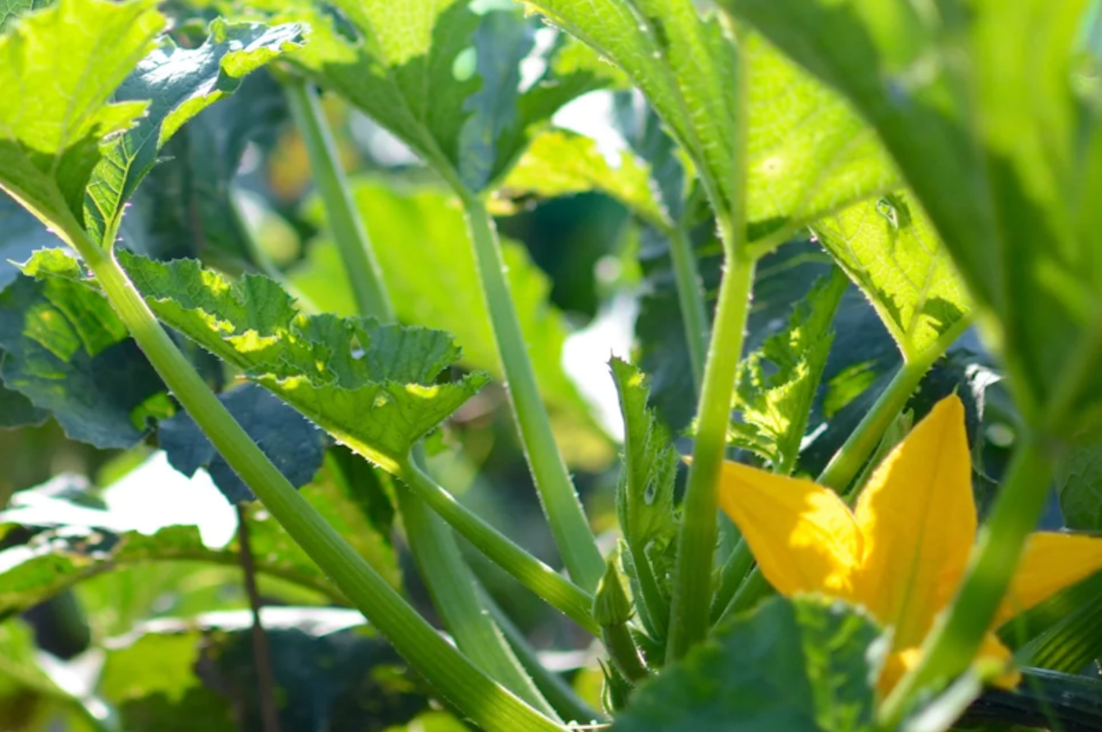 PFLANZENSTÄRKUNGSMITTEL IM GEMÜSEANBAU