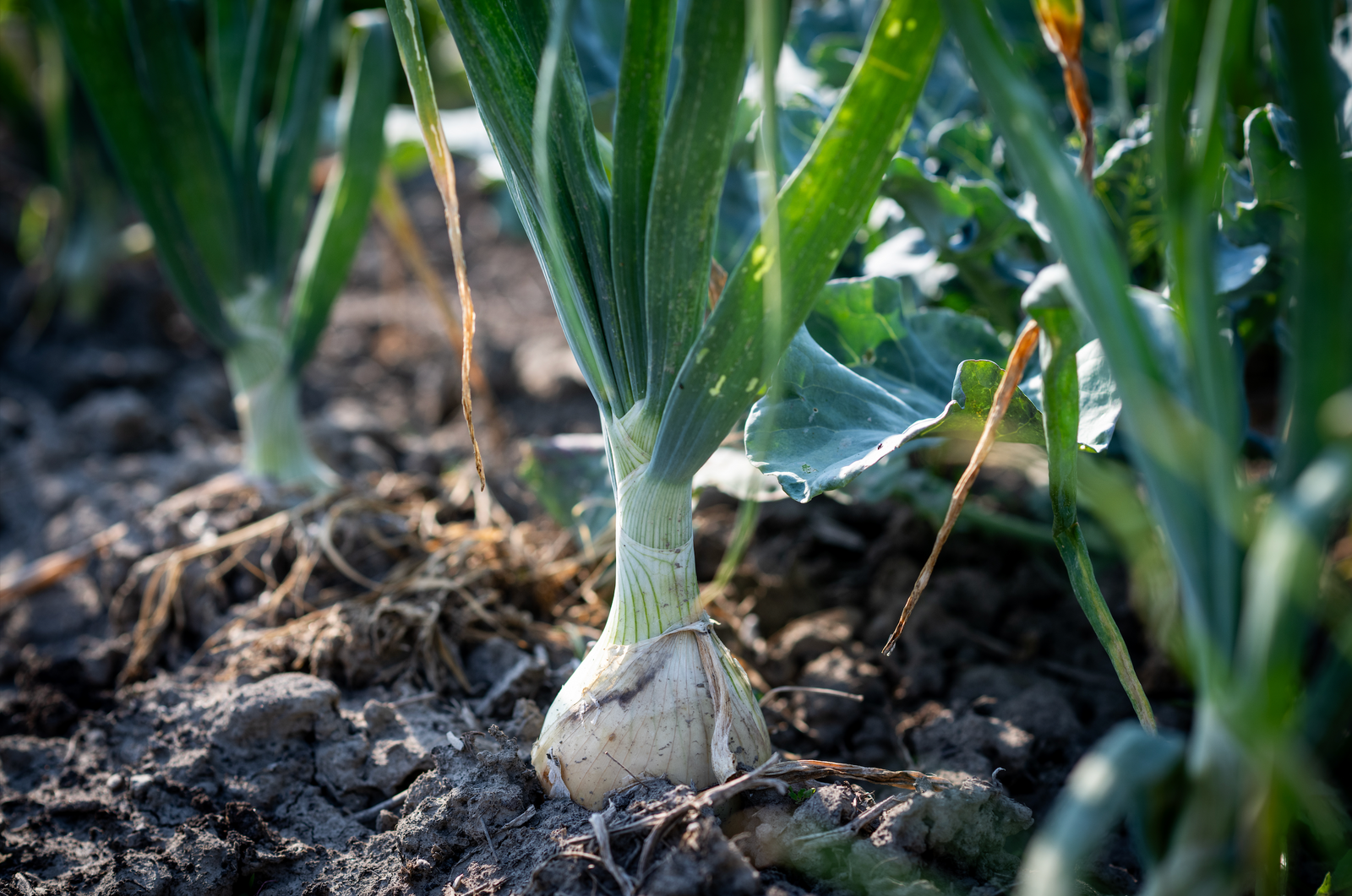 ZWIEBELN - ANBAU, PFLEGE, ERNTE