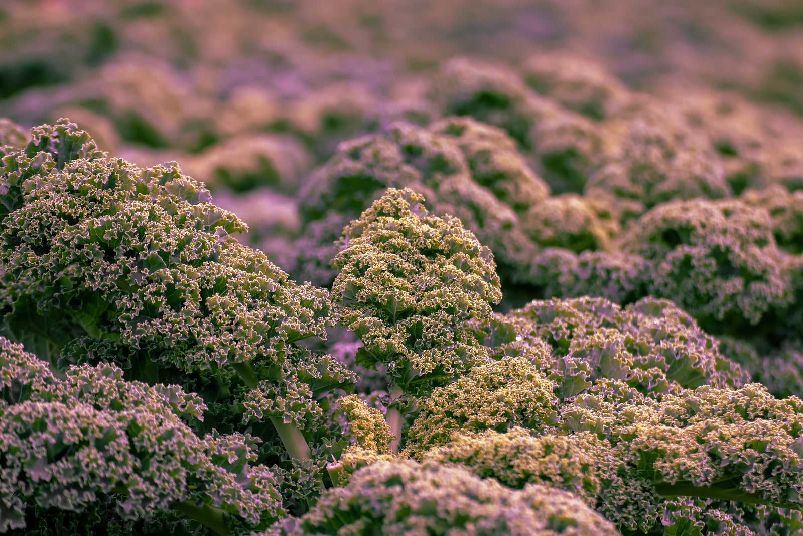 GRÜNKOHL - ANBAU, PFLEGE, ERNTE