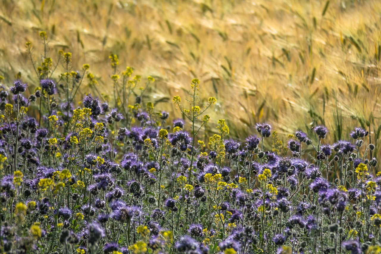 Gründüngungen im Bio-Gemüsegarten