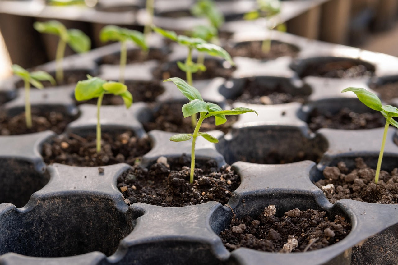 Die 5 Arten der Aussaat – Tipps für den Garten & zu Hause