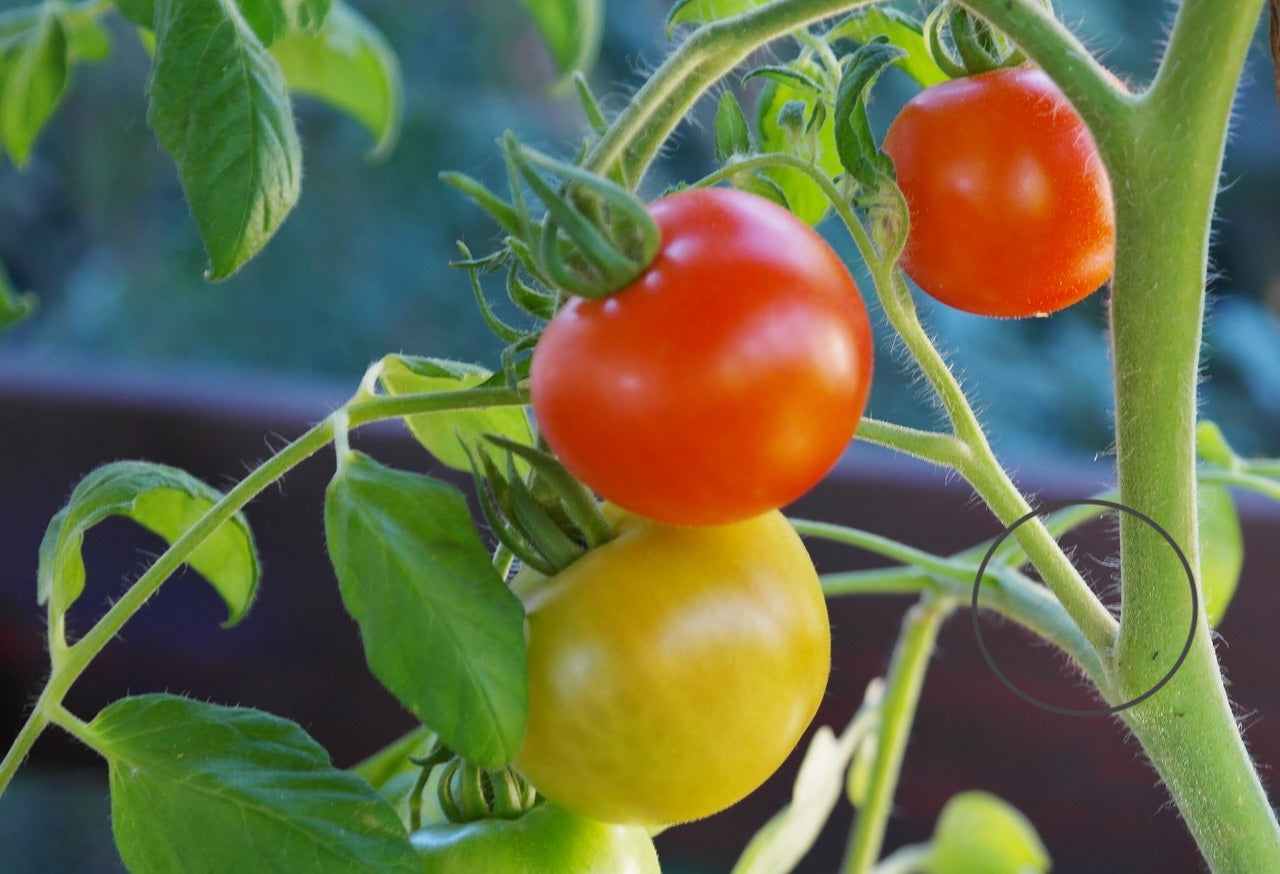 So Geizt Du Tomaten Richtig Aus: Ein Leitfaden für Ackerheld:innen