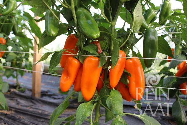 Paprika 'Amorino'